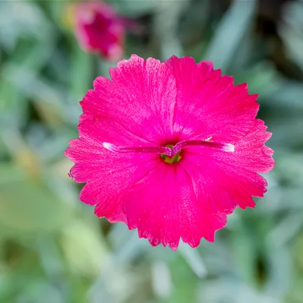 Dianthus gratianopolitanus 'Badenia'