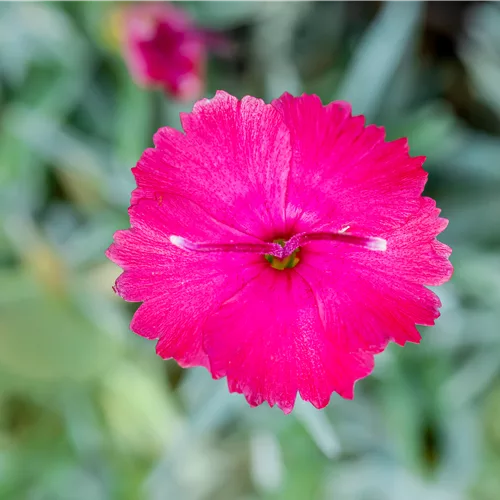 Dianthus gratianopolitanus 'Badenia'