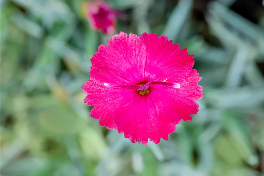 Dianthus gratianopolitanus 'Badenia'