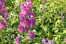 Delphinium 'Flamenco' (pot 11 cm)