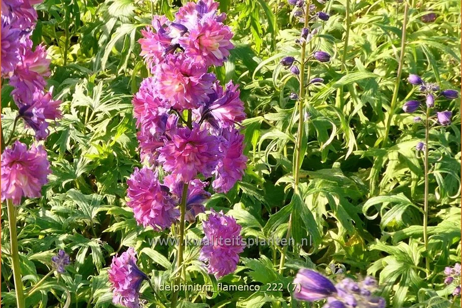 Delphinium 'Flamenco' (pot 11 cm)