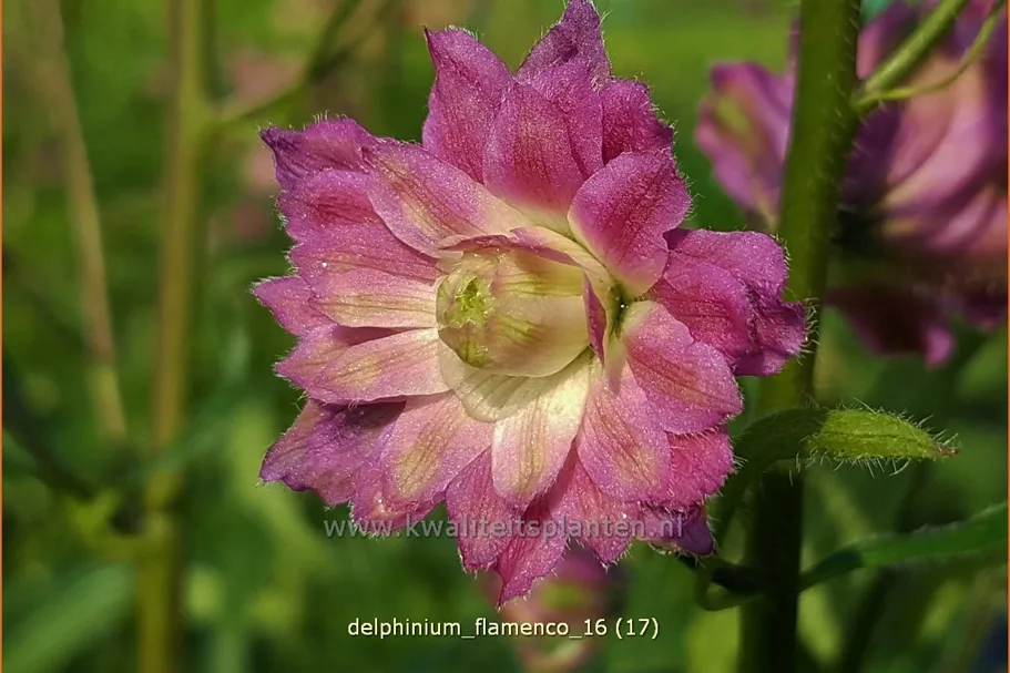 Delphinium 'Flamenco' (pot 11 cm)