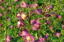 Delphinium 'Flamenco' (pot 11 cm)