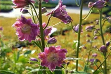 Delphinium 'Flamenco' (pot 11 cm)