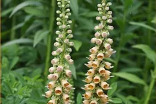 Digitalis ferruginea 'Gelber Herold'