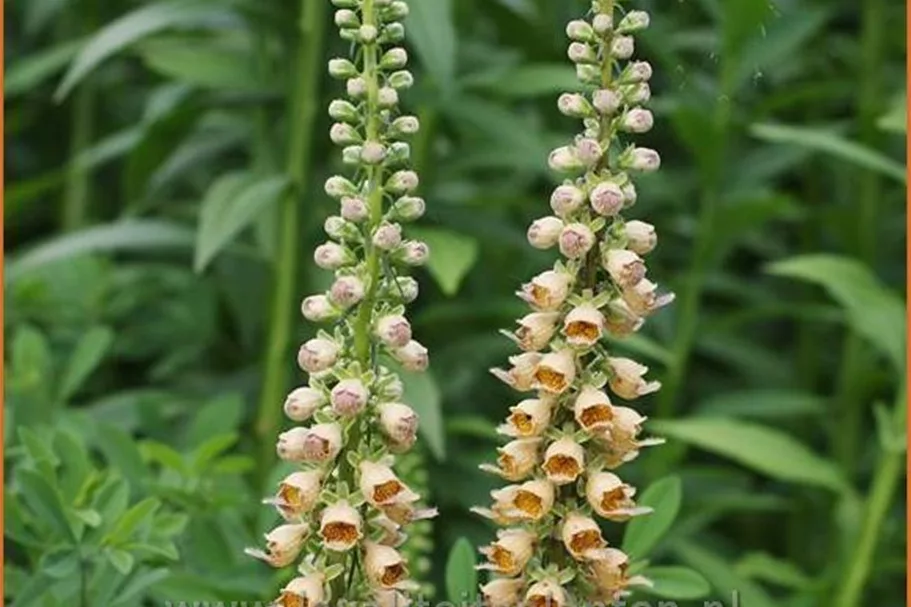 Digitalis ferruginea 'Gelber Herold'