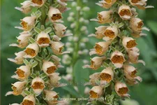 Digitalis ferruginea 'Gelber Herold'
