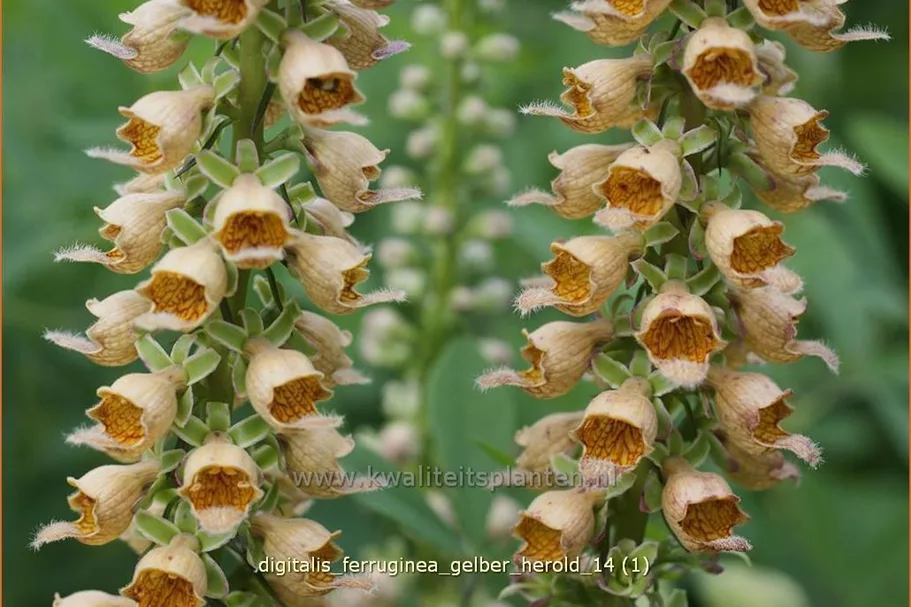 Digitalis ferruginea 'Gelber Herold'