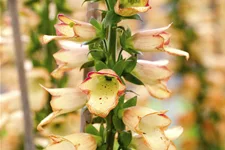 Digitalis ferruginea 'Gelber Herold'