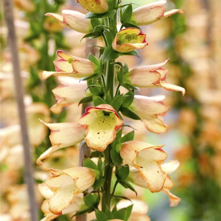 Digitalis ferruginea 'Gelber Herold'