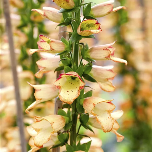 Digitalis ferruginea 'Gelber Herold'