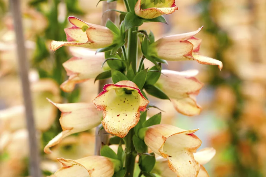 Digitalis ferruginea 'Gelber Herold'