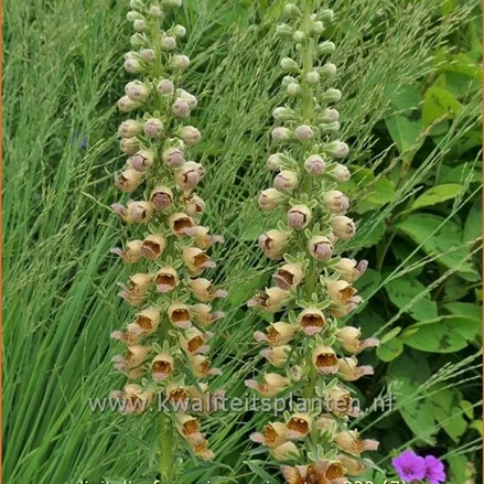 Digitalis ferruginea 'Gigantea'