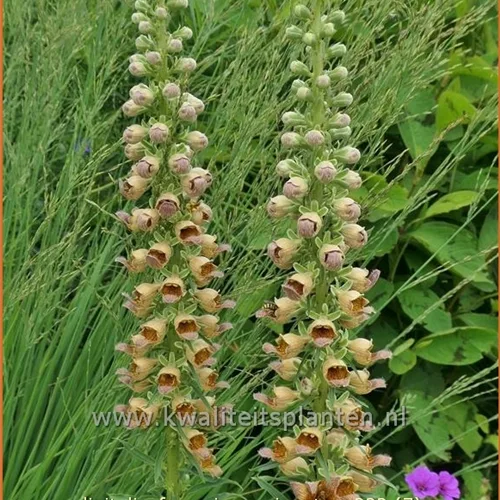 Digitalis ferruginea 'Gigantea'