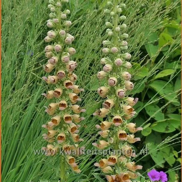 Digitalis ferruginea 'Gigantea'