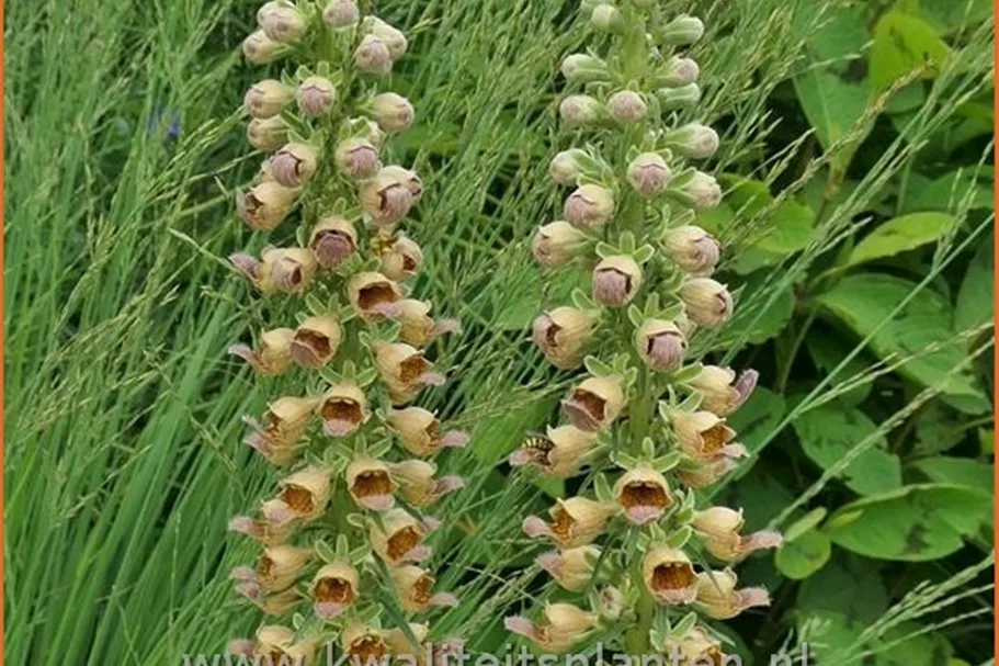 Digitalis ferruginea 'Gigantea'
