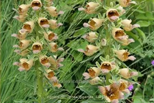 Digitalis ferruginea 'Gigantea'