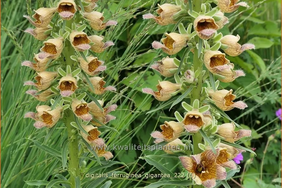 Digitalis ferruginea 'Gigantea'