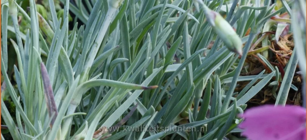 Dianthus gratianopolitanus 'Blauigel'