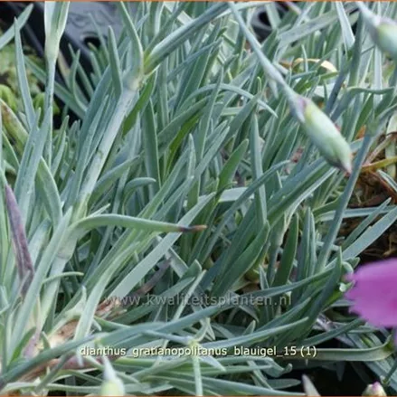 Dianthus gratianopolitanus 'Blauigel'