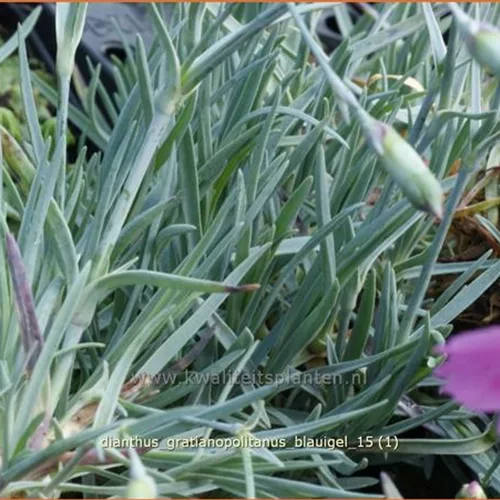 Dianthus gratianopolitanus 'Blauigel'