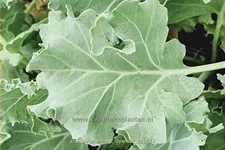 Crambe maritima 'Lilywhite'