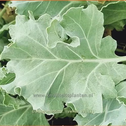 Crambe maritima 'Lilywhite'