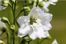 Delphinium pacific 'Galahad'