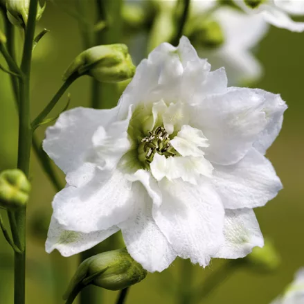 Delphinium 'Magic Fountains Pure White'