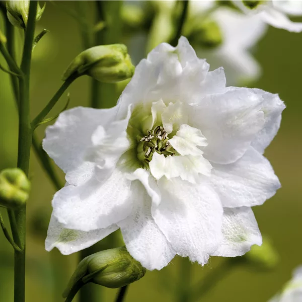 Delphinium 'Magic Fountains Pure White'