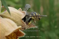 Digitalis ferruginea 'Gigantea'