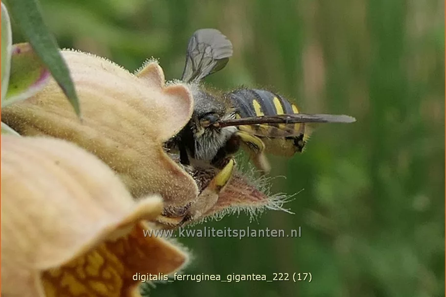 Digitalis ferruginea 'Gigantea'