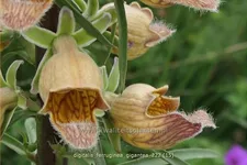 Digitalis ferruginea 'Gigantea'