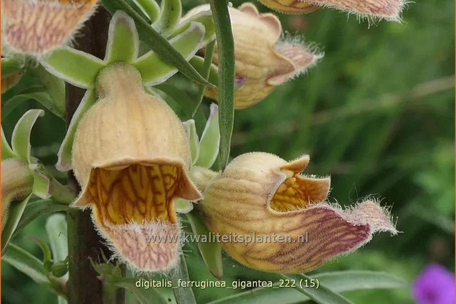 Digitalis ferruginea 'Gigantea'
