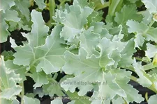 Crambe maritima 'Lilywhite'