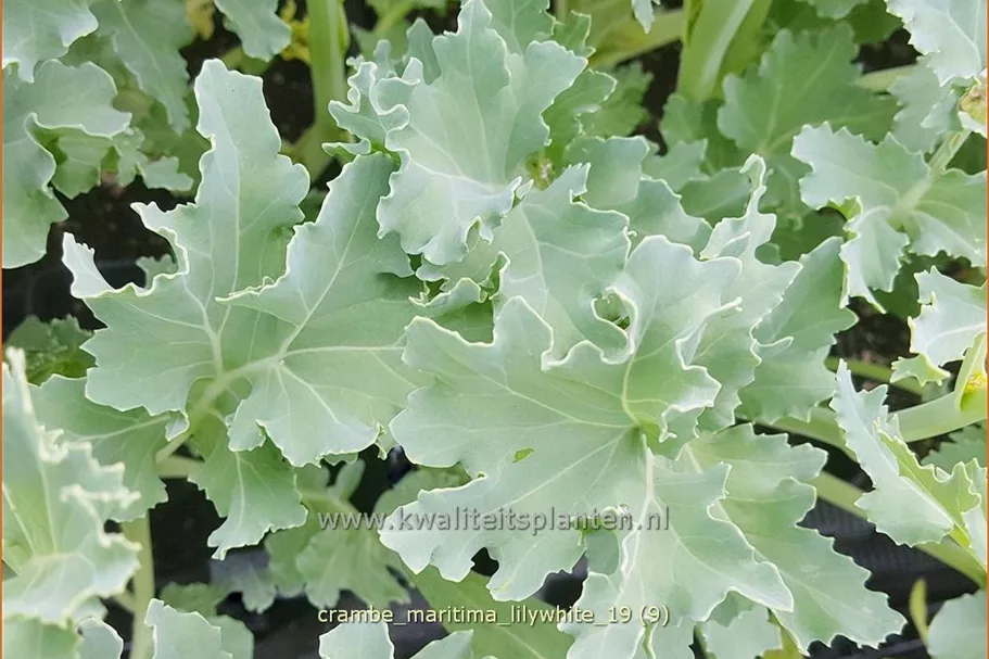 Crambe maritima 'Lilywhite'