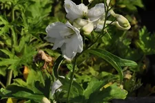 Delphinium pacific 'Galahad'