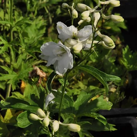 Delphinium pacific 'Galahad'