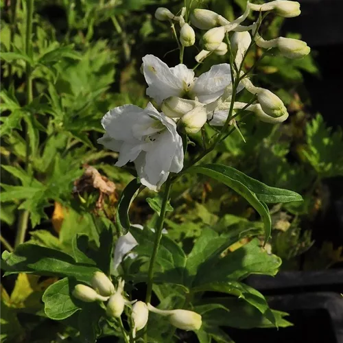 Delphinium pacific 'Galahad'