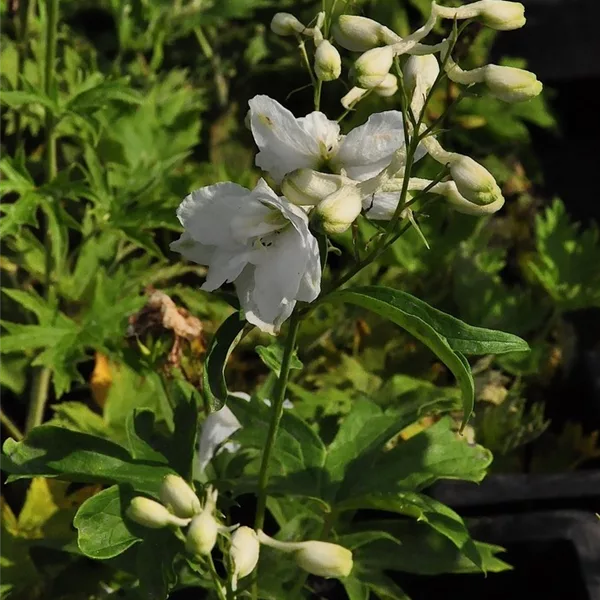 Delphinium pacific 'Galahad'