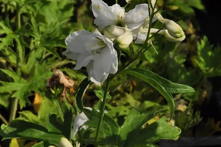 Delphinium pacific 'Galahad'