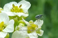 Crambe maritima 'Lilywhite'