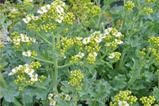 Crambe maritima 'Lilywhite'