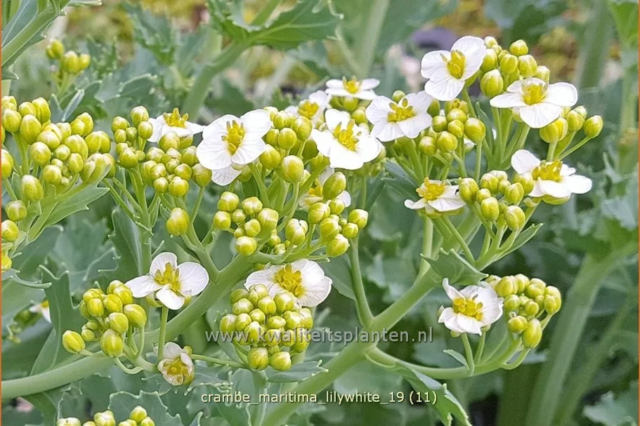 Crambe maritima 'Lilywhite'