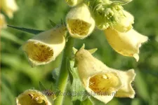 Digitalis grandiflora