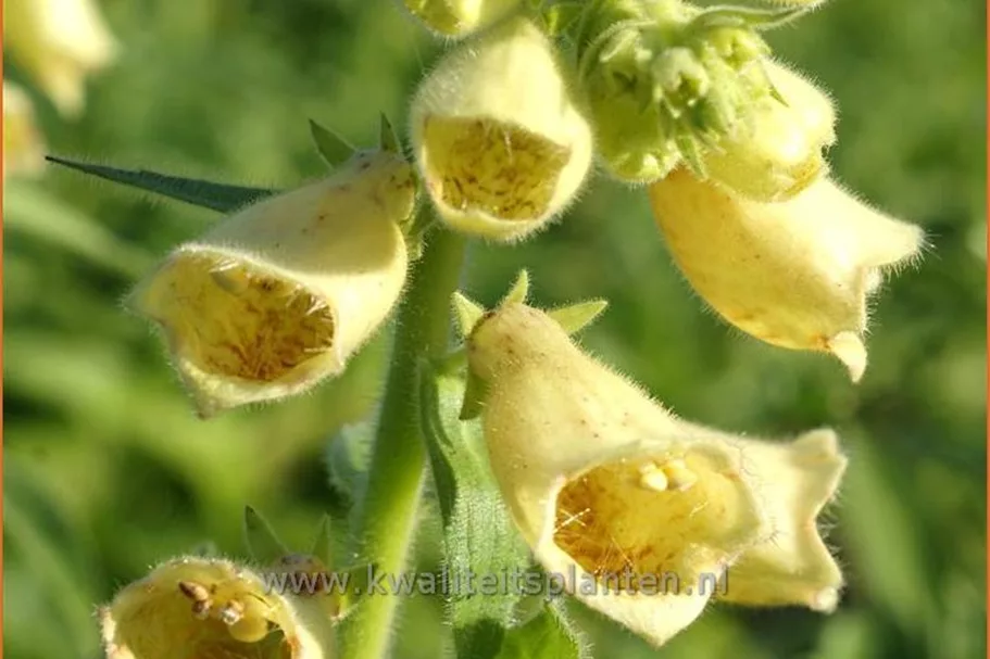 Digitalis grandiflora