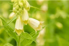 Digitalis grandiflora