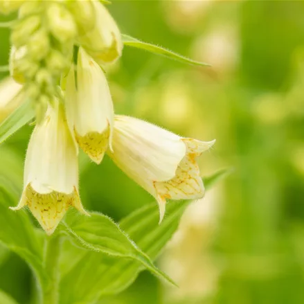 Digitalis grandiflora