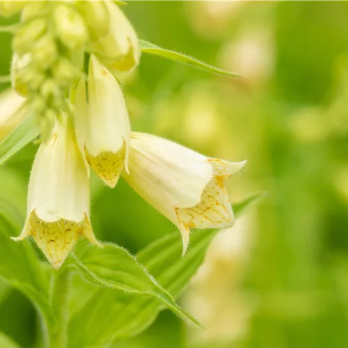 Digitalis grandiflora