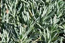 Dianthus gratianopolitanus 'Bombardier' Staude im 9x9 cm Vierecktopf